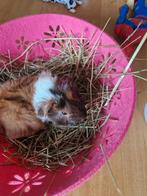 Meerschweinchen Böckchen, Dieren en Toebehoren, Juli, Mannelijk, Cavia