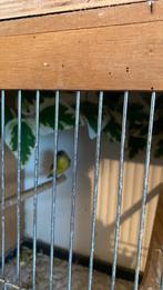 Koppel yarrel sijzen, Meerdere dieren