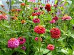Gifvrije zaadjes kleine zinnia’s, Ophalen of Verzenden, Voorjaar, Volle zon, Zaad