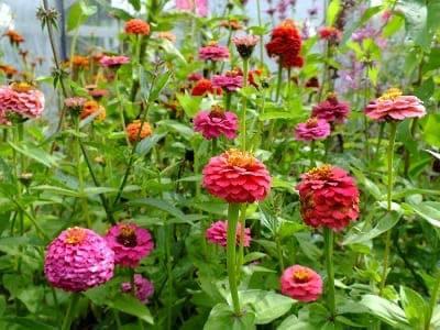 Gifvrije zaadjes kleine zinnia’s, Tuin en Terras, Bloembollen en Zaden, Zaad, Voorjaar, Volle zon, Ophalen of Verzenden