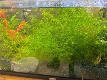 Aquariumplanten beschikbaar voor biedingen