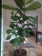 Ficus Lyrata (Tabaksplant) - 210cm Hoog, Ficus, 200 cm of meer, In pot, Groene kamerplant