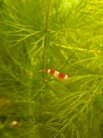 Caridina garnalen, Dieren en Toebehoren, Kreeft, Krab of Garnaal