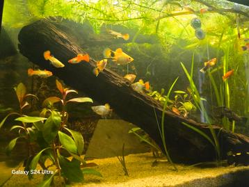 Grote stuk aquarium hout(50/70cm) beschikbaar voor biedingen