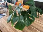 5 stekken monsteria variagata 5 voor €5,00, Ophalen, Overige soorten, Minder dan 100 cm