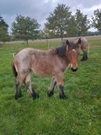 Trekpaard merrieveulens, Dieren en Toebehoren, Paarden, Merrie, Recreatiepaard, Gechipt, 0 tot 2 jaar
