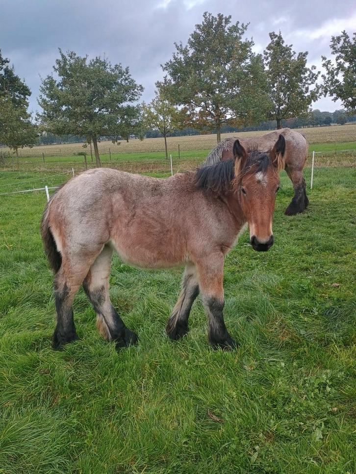 Trekpaard merrieveulens, Dieren en Toebehoren, Paarden, Merrie, 0 tot 2 jaar, Recreatiepaard, Met stamboom, Gechipt, Ontwormd