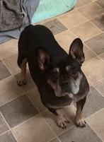 Franse Bulldog teefje, Dieren en Toebehoren, 6 jaar of ouder, Particulier, Buitenland, Teef