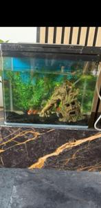 Aquarium met 3 vissen, Dieren en Toebehoren, Ophalen, Zo goed als nieuw, Gevuld zoetwateraquarium