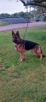DUITSE HERDER STAMBOOM TEEF HARBAJAHOF, CDV (hondenziekte), 1 tot 2 jaar, Teef, Eén hond