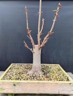 Wilde kastanje pre bonsai, Bloeit niet, Minder dan 100 cm, Volle zon, In pot