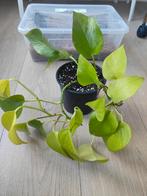 Epiprepnum neon / golden pothos plant, Huis en Inrichting, Kamerplanten, Ophalen of Verzenden, Overige soorten, Minder dan 100 cm