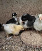 15legkip kuikens tekoop, Dieren en Toebehoren, Pluimvee, Geslacht onbekend, Kip