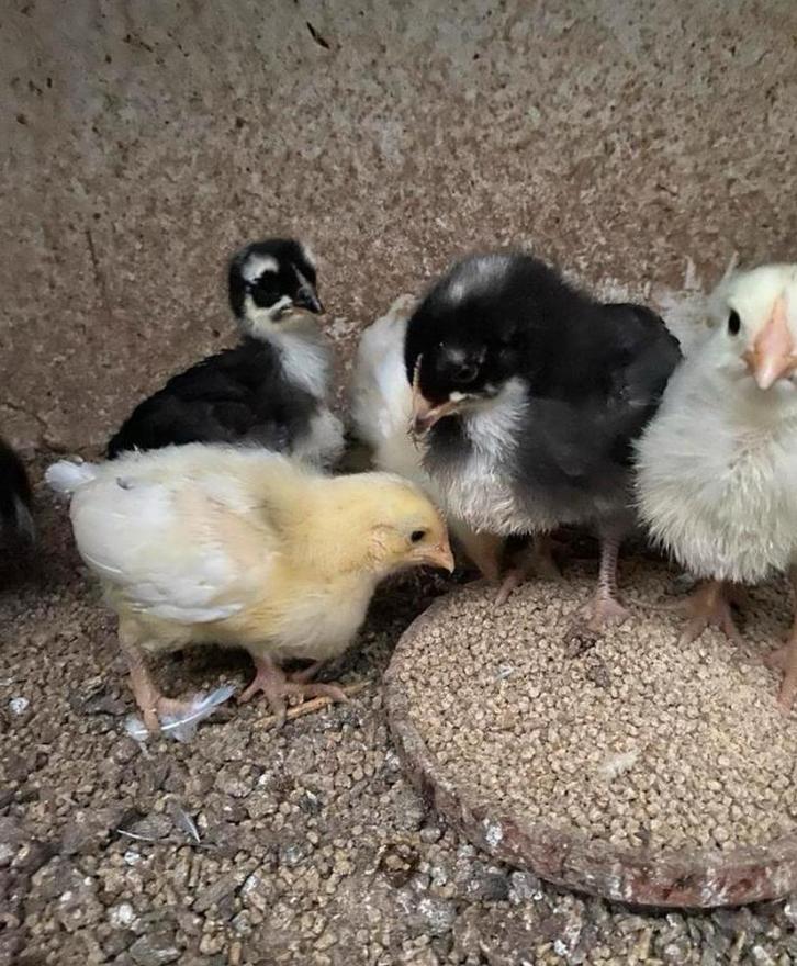 13 legkip kuikens tekoop, Dieren en Toebehoren, Pluimvee, Kip, Geslacht onbekend