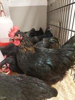 Harco Haan, Dieren en Toebehoren, Pluimvee, Mannelijk, Kip
