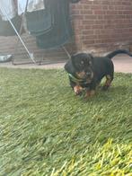 Teckel pup, Dieren en Toebehoren, Honden | Teckels en Dashonden, Standaard, Reu, Korthaar, Meerdere