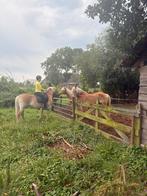 Meerdere haflingers!, Dieren en Toebehoren, Pony's, E pony (1.48m - 1.57m), Gechipt, Zadelmak, Recreatiepony