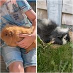 2 teddy cavia's. Beertjes, Dieren en Toebehoren, Knaagdieren, Cavia, Februari, Mannelijk, Tam