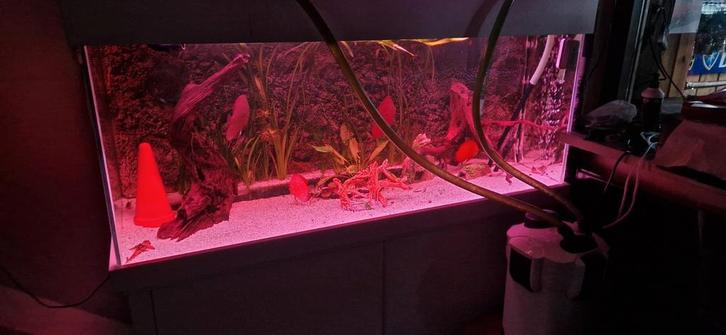 Aquarium met discussen, Dieren en Toebehoren, Vissen | Aquaria en Toebehoren, Zo goed als nieuw, Gevuld zoetwateraquarium, Ophalen