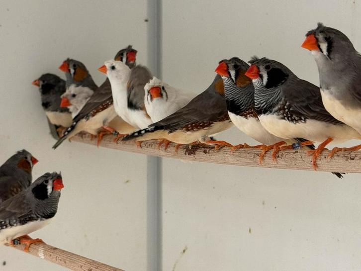 Kuif zebravinken, Dieren en Toebehoren, Vogels | Overige Vogels, Tropenvogel, Meerdere dieren