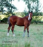Lieve, makkelijke, mensgerichte veulens, bruin en vos., Dieren en Toebehoren, Paarden, Meerdere dieren, Minder dan 160 cm, 0 tot 2 jaar
