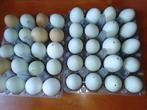 eieren uitgeblazen wit/ bruin en zachtgroene kippen eieren, Ophalen of Verzenden