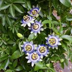 Blauwe passiebloem zaden €1., Ophalen of Verzenden, Volle zon