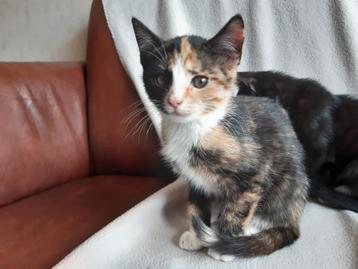 Kittens  beschikbaar voor biedingen