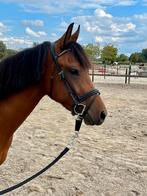 D pony – 4-jarige merrie van 1.48 m, Dieren en Toebehoren, Pony's, Merrie, 3 tot 6 jaar