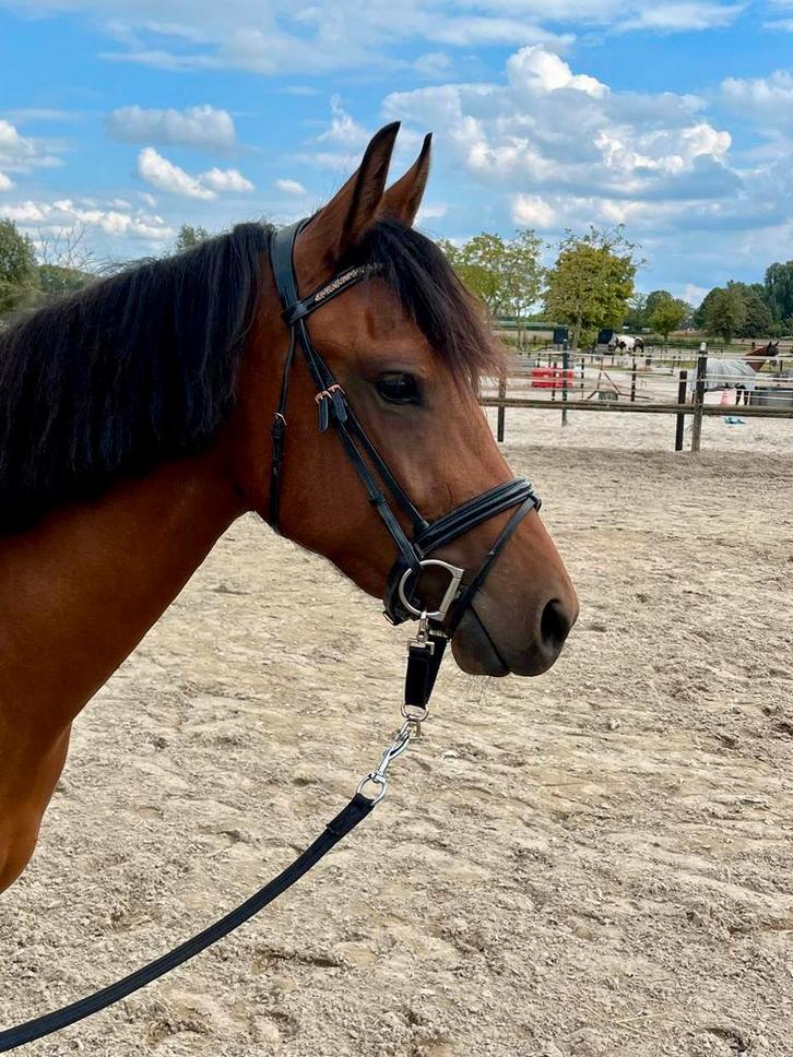 D pony – 4-jarige merrie van 1.48 m, Dieren en Toebehoren, Pony's, Merrie, 3 tot 6 jaar