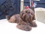 Shih Tzu ervaren dekreu voldoet aan de kortsnuit criteria !!, Dieren en Toebehoren, Rabiës (hondsdolheid), Meerdere, 6 jaar of ouder