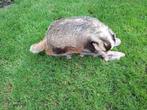 mooie grote opgezette das, Verzamelen, Dierenverzamelingen, Ophalen of Verzenden, Zo goed als nieuw, Wild dier, Opgezet dier