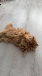 Katten, Dieren en Toebehoren, Katten en Kittens | Raskatten | Langhaar, Poes