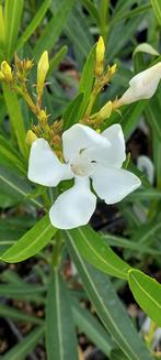 Nerium oleander Neguev wit, Ophalen of Verzenden, Zomer, Overige soorten, Volle zon