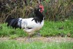 Prachtige Lakenvelder haan, Dieren en Toebehoren, Mannelijk, Kip