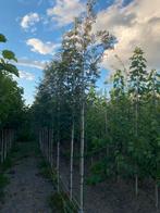 Sorbus lijsterbes, Tuin en Terras, Overige soorten, Lente, 250 tot 400 cm, Ophalen