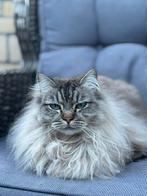 Ragdoll kater 5 jaar oud gecastreerd, Dieren en Toebehoren, Katten en Kittens | Raskatten | Langhaar, Kater