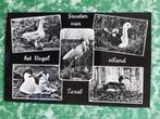 ansichtkaart a129) Groeten van het vogel eiland Texel., Ophalen of Verzenden, 1960 tot 1980, Gelopen, Waddeneilanden