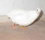 chinese dwergkwartels, Meerdere dieren, Overige soorten