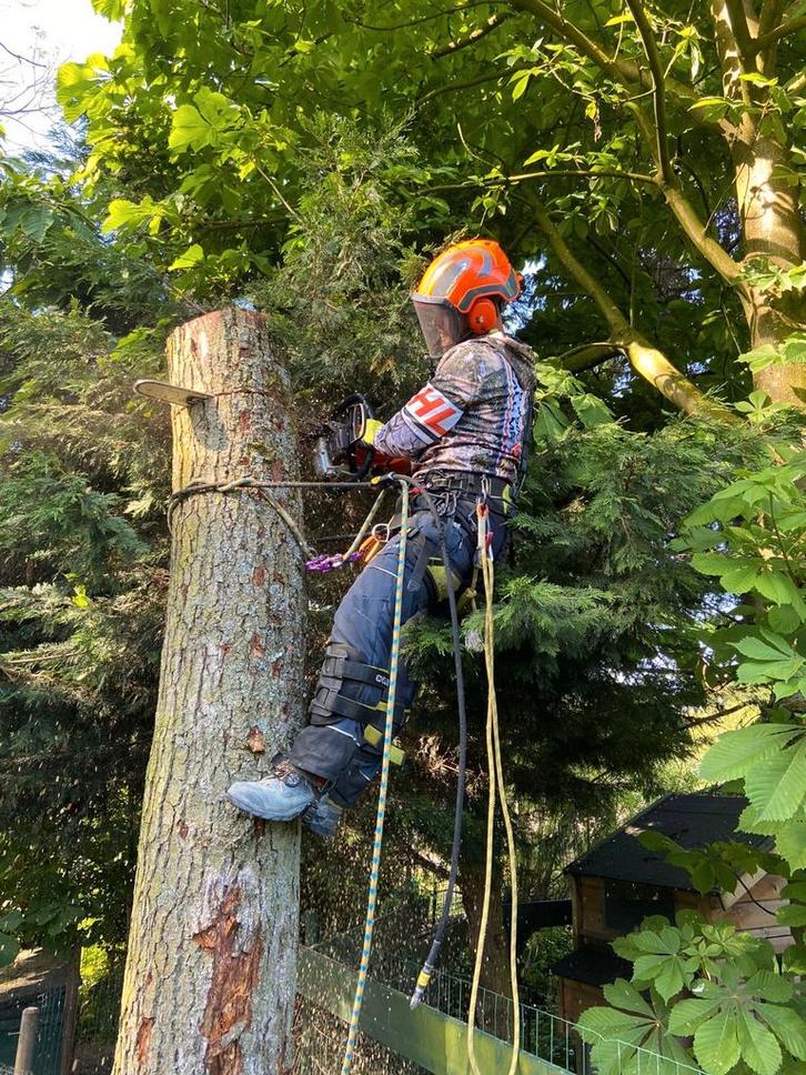 Bomen kappen, vellen, snoeien, versnipperen, Diensten en Vakmensen, Overige Diensten