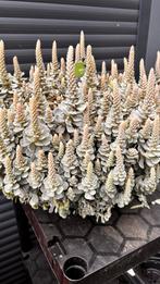 Orostachys iwarenge - Vaste Plant, Ophalen, Bodembedekkers, Volle zon, Vaste plant