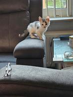 Ze mogen gelijk mee, Dieren en Toebehoren, Poes