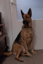 Mooie herdershond., Dieren en Toebehoren, Honden | Herdershonden en Veedrijvers, Teef, Eén hond, 3 tot 5 jaar, Herder