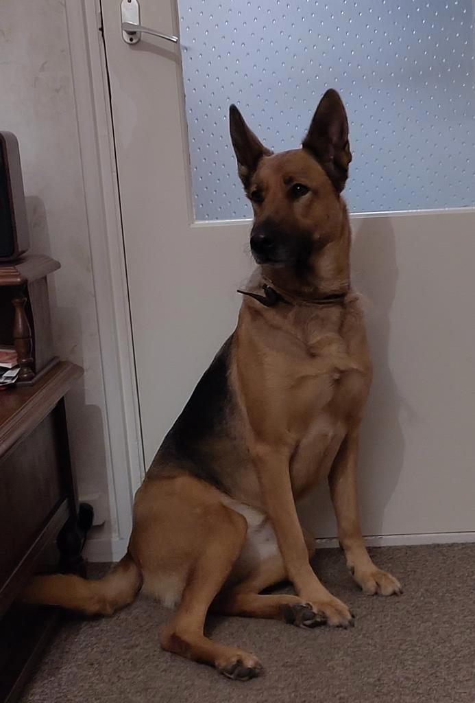 Mooie herdershond., Dieren en Toebehoren, Honden | Herdershonden en Veedrijvers, Teef, Herder, Particulier, Eén hond, Nederland