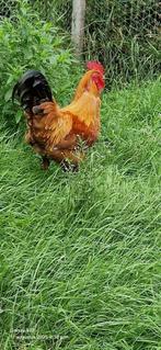 Vrijgezelle haan, New Hampshire, Dieren en Toebehoren, Pluimvee, Mannelijk, Kip