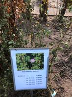 Rosa rubiginosa Egelantier, Ophalen, Overige soorten, Volle zon