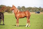 Meerdere paarden en pony's wegens inkrimping, 0 tot 2 jaar, A pony (tot 1.17m), Gechipt, Onbeleerd