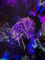 Golden Torch 1 kop, Dieren en Toebehoren, Vissen | Aquariumvissen, Overige typen, Zoutwatervis