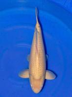 hele mooie karashigoi die groot word, Dieren en Toebehoren, Vissen | Vijvervissen, Karper of Koi