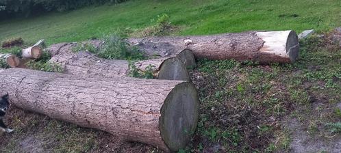 Douglas zaagstammen rondhout, Doe-het-zelf en Verbouw, Hout en Planken, Nieuw, Overige typen, Overige houtsoorten, 300 cm of meer